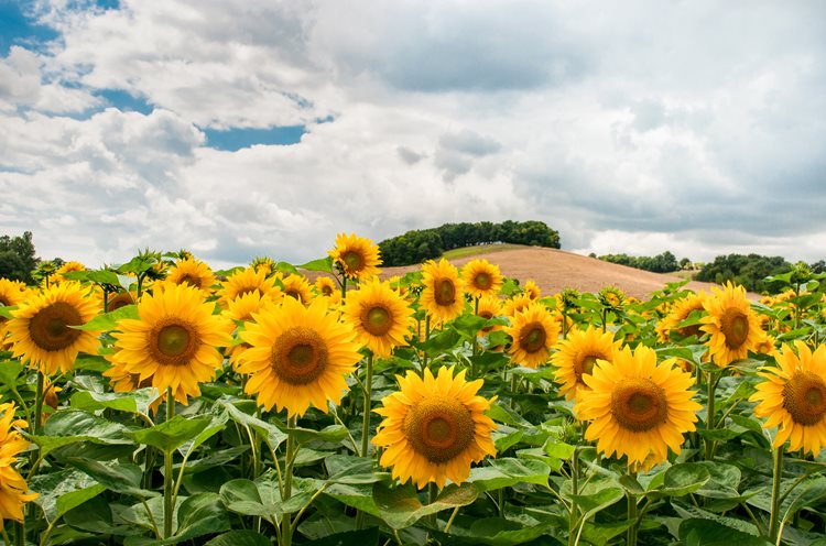 sunflowers-and-hill-free-license-cc0.jpg